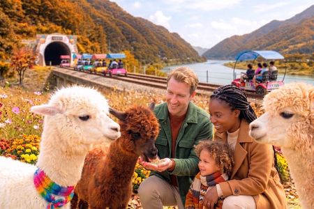 Alpaca World and Gangchon Rail Bike Day Trip from Seoul