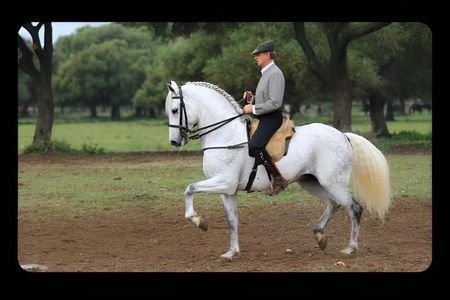 Visit Alvaro Domecq Horses and Brave Bulls in Freedom