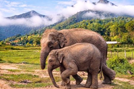 3-in-1: Doi Inthanon Tour, Elephant Sanctuary, and Trekking Trail