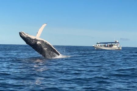 Mooloolaba Whale Watching – Small Group Tour