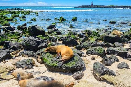Bartolome Island Tour & Snorkeling from Puerto Ayora, Galápagos
