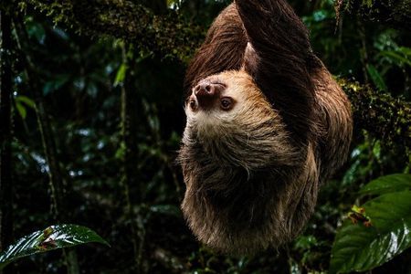 Arenal Rainforest Night Walk with Expert Naturalist Guide