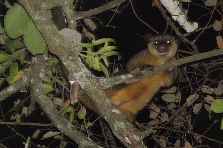 Monteverde Private Night Walk