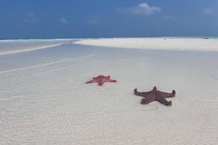 Zanzibar Starfish and Blue Lagoon snorkeling Tour