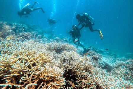 Scuba Diving For Non Swimmers with Experience Scuba