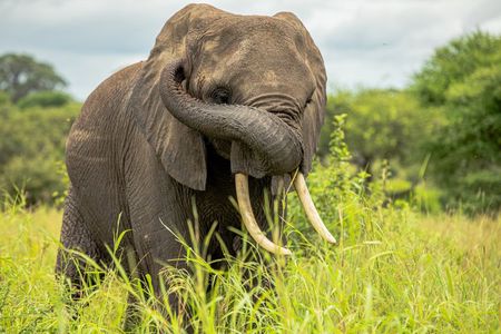 5 Days Tanzania Safari- Tarangire, Serengeti, Ngorongoro, Manyara
