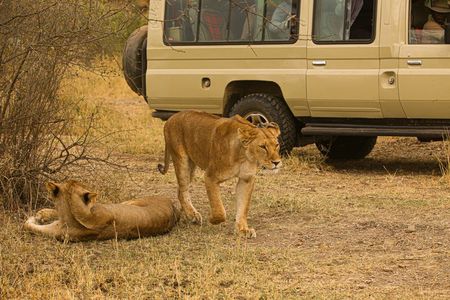4 Days Tanzania Safari - Tarangire, Serengeti, Ngorongoro Crater