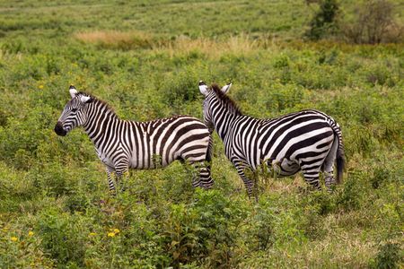 3 Days Tanzania Safari - Manyara, Ngorongoro & Tarangire