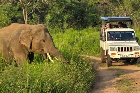 Wasgamuwa National Park Safari Jeep Tour Wildlife Encounters
