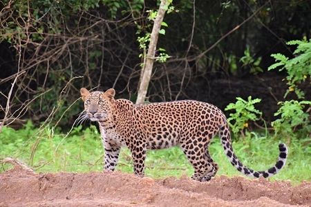 Yala Safari Private tour -4.30am to 12pm.= 51.23$( 06 pax )