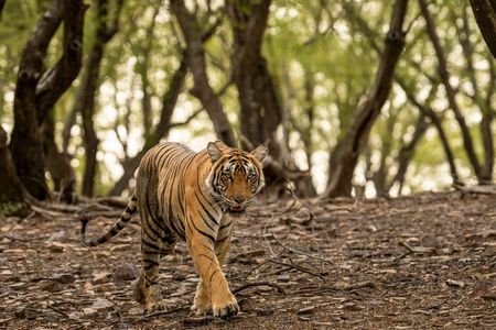 4 Days Luxury Private Delhi Agra Jaipur & Ranthambore Safari Tour