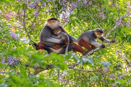Son Tra Mountain Sunrise Monkey Watching Tour by Motorbike