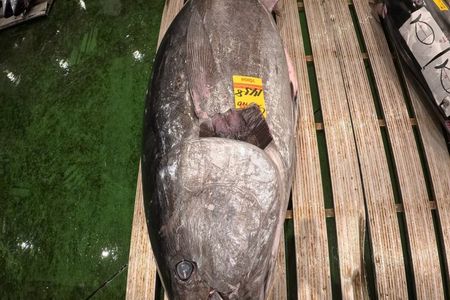 VIP Tuna auction experience WI TOKYO NATIVE