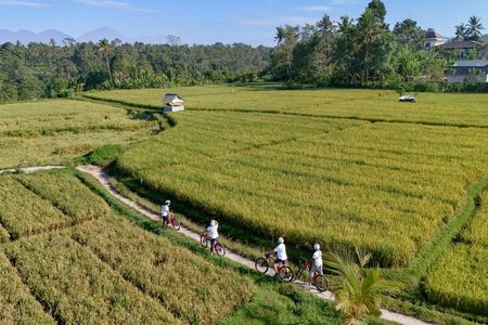 Downhill Cycling Bali: Bamboo Forest, Rice Fields & Countryside