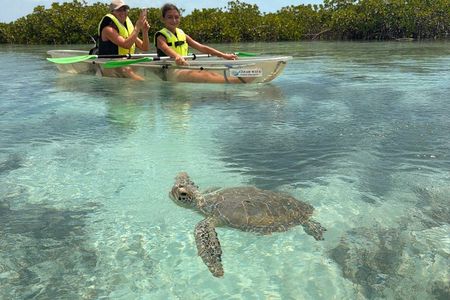 Providenciales Clear Kayak Mangrove & Turtle Eco Tour