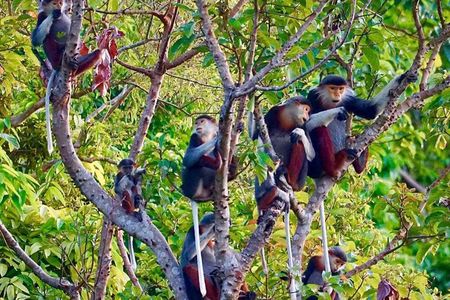 Son Tra Mountain Sunrise Monkey Watching Tour by Motorbike