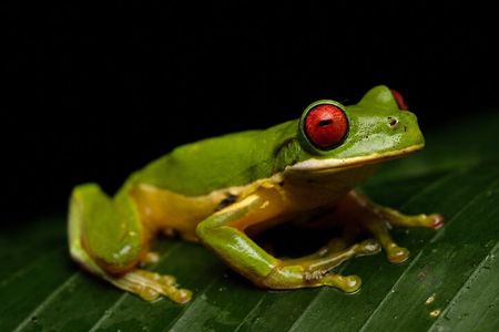 Arenal Night Walk: Frogs, Sloths & Wildlife with Naturalist Guide