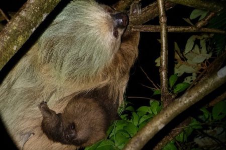 Night nature walk in the Arenal rainforest