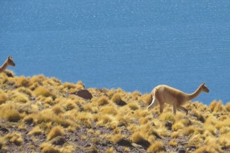 2 Day Tour: Red Rocks, Tatio Geysers and Moon Valley