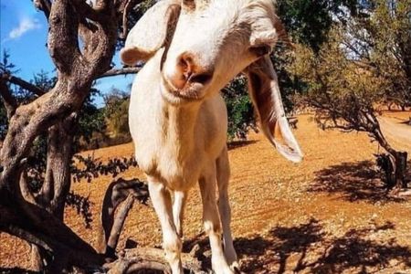 Goats on the Argan tree and Crocodile Park