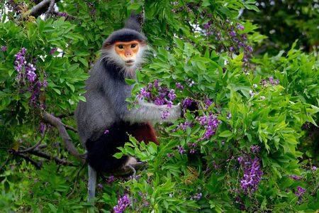 Red-shanked Douc Langur: Sunrise & Sunset Motorbike Safari Tour