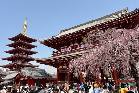 Tokyo Private Half-Day Highlights Tour by Car with Guide