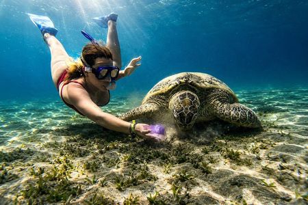 Abu Dabbab Snorkeling Tour with Turtles and Dugong Hurghada
