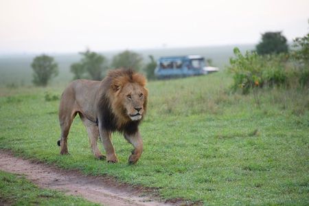 Half Day Nairobi National Park Safari with Free pickup & drop-off