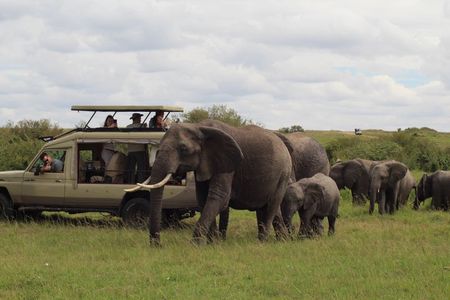 Full Day Tsavo East Safari from Mombasa with Lunch