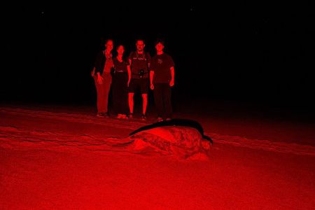 Nesting of Sea Turtles