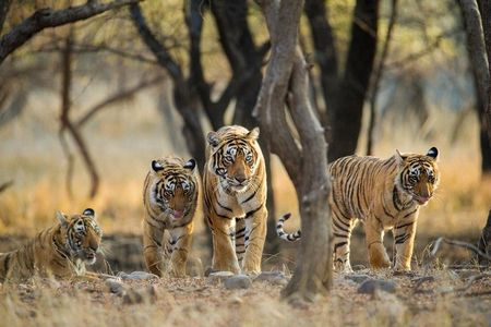Private 5 Day Golden Triangle with Tiger Safari Tour from Delhi