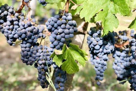 Private Saint-Emilion Wine Tour with tastings, from Bordeaux