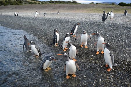 Penguin spotting on a small boat from Ushuaia