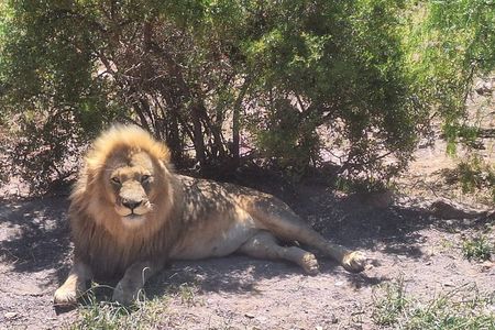 Full Day Safari Game Drive Experience