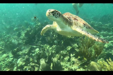 Turtle Snorkeling and cenotes trip