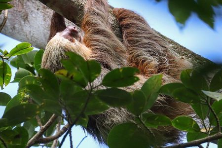 Sloth, Coffee & Chocolate Experience with Waterfall Swimming