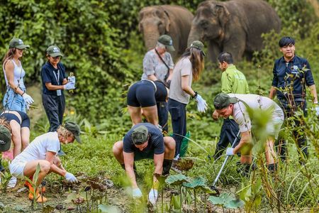 Elephant Sanctuary Volunteer Experience in Phuket