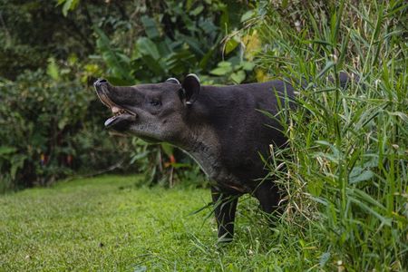 Tapir Valley Night Walk from Papagayo: Wildlife, Frogs and Dinner