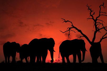 4-Days Group Camping Safari : Tarangire, Ngorongoro & Serengeti