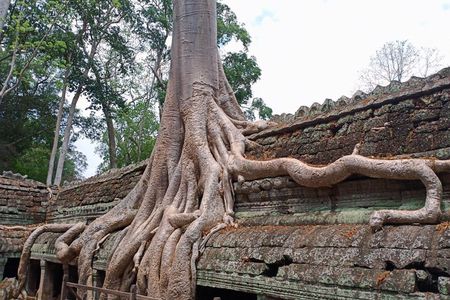 Private Half-Day Tour: Ta Prohm Jungle Temple Highlights