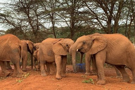 7 Day Kenya Highlights Amboseli to Masai Mara