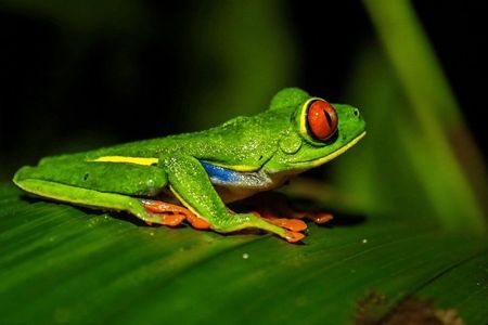 La Fortuna Wildlife Walking Night Tour near Arenal Volcano