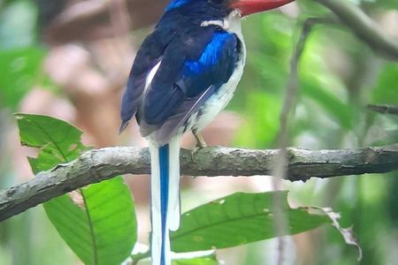 Malagufuk West Papua Bird of Paradise Birdwatching Adventure