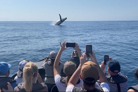 Noosa Ocean Adventures: Whale Watch