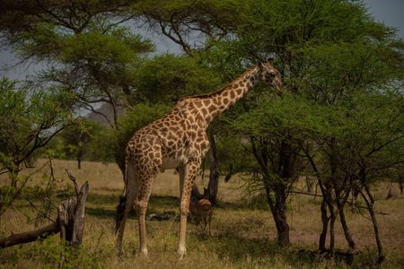 3 Day Serengeti and Ngorongoro Group Camping Adventure