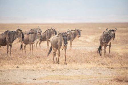 4 Days Group Camping Safari Tarangire Serengeti and Ngorongoro