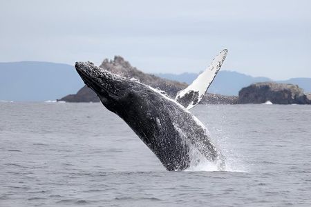 Cape Town Whale Watching and Penguin Boat Shared Tour