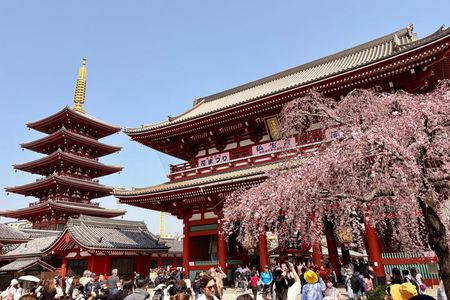 Tokyo Private Half-Day Highlights Tour by Car with Guide