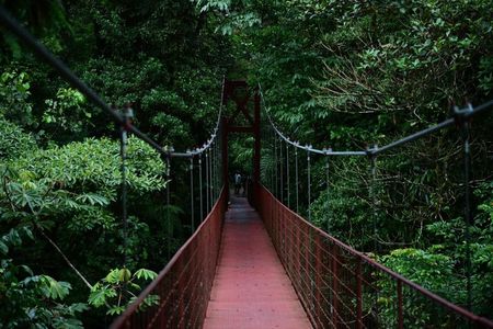 Natural History Walking Tour in Monteverde Cloud Forest Reserve