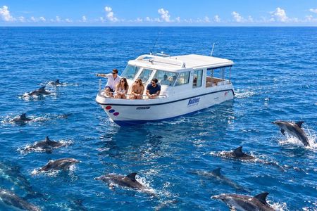 Maldives Dolphin Discovery Cruise by Speedboat